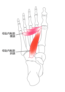 母趾内転筋（ぼしないてんきん）の図解